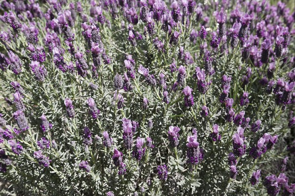 French lavender