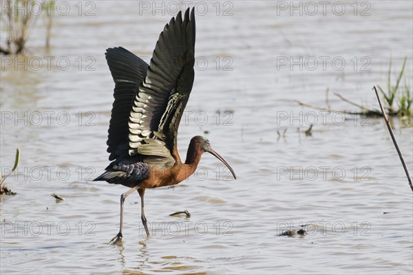 Glossy ibis