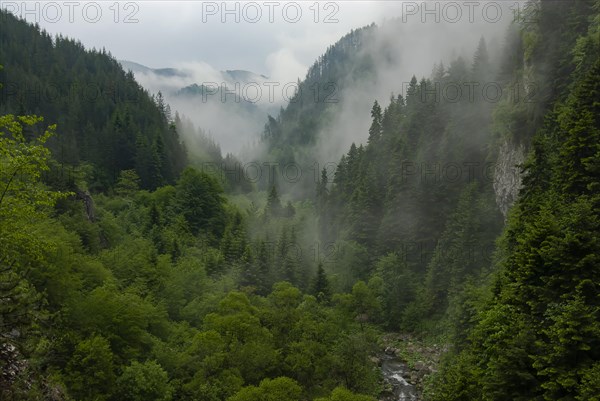 Trigrad gorge with spruces on a foggy day