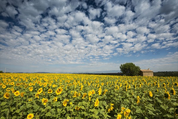 Flowering sunflower field