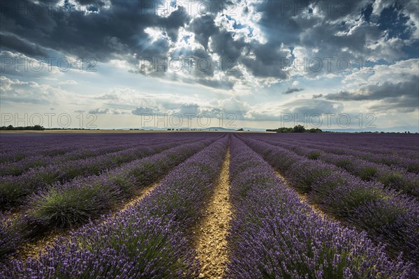 Flowering lavender