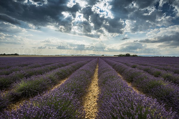 Flowering lavender