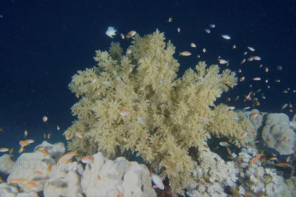 Broccoli tree