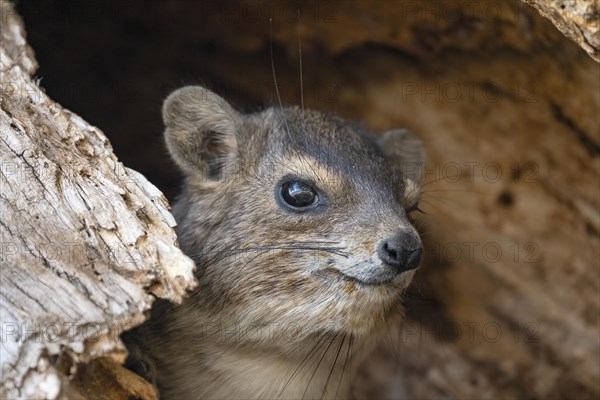 Rock Hyrax