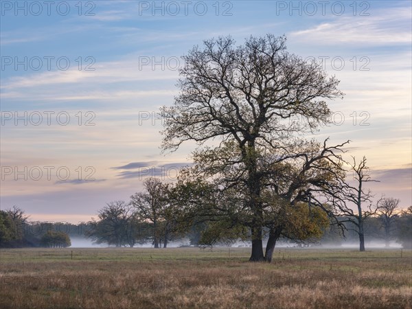 Solitary oaks in the Elbe meadows at dawn with ground fog in autumn