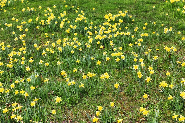 Daffodil meadow