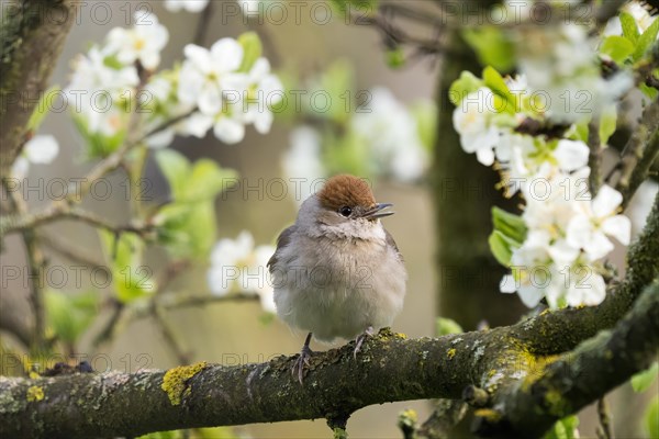 Blackcap