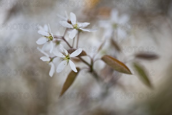 Rocky pear