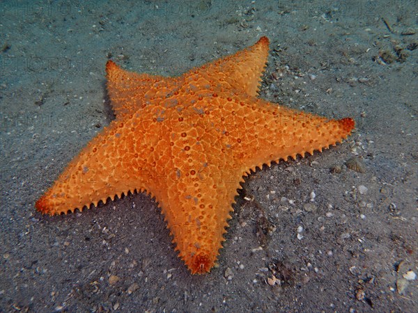 Red cushion sea star