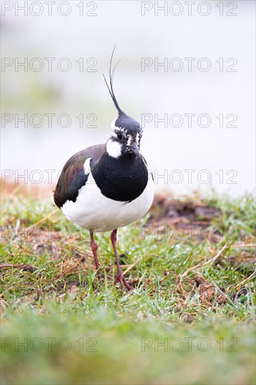 Northern lapwing