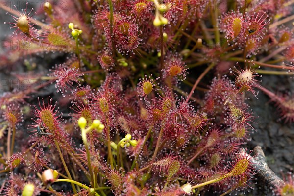 Oblong-leaved sundew