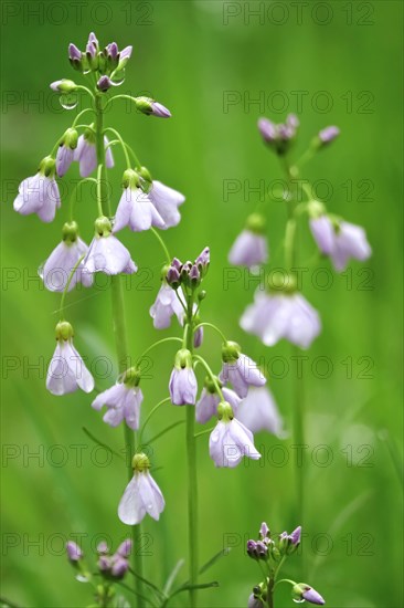 Cuckoo flower