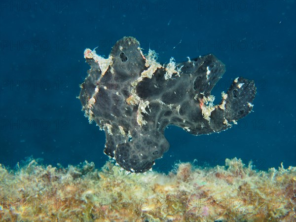 Giant frogfish