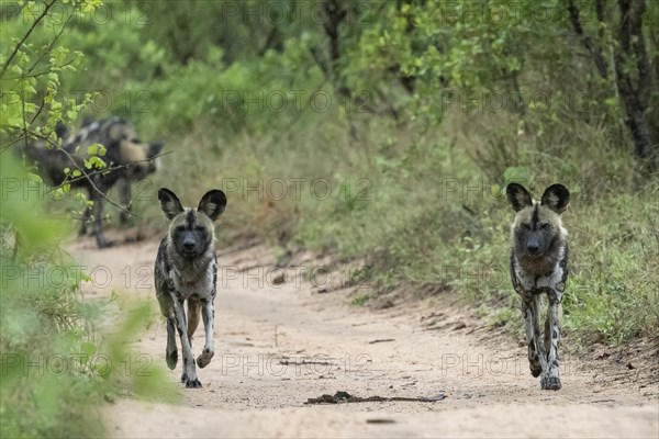 African wild dogs