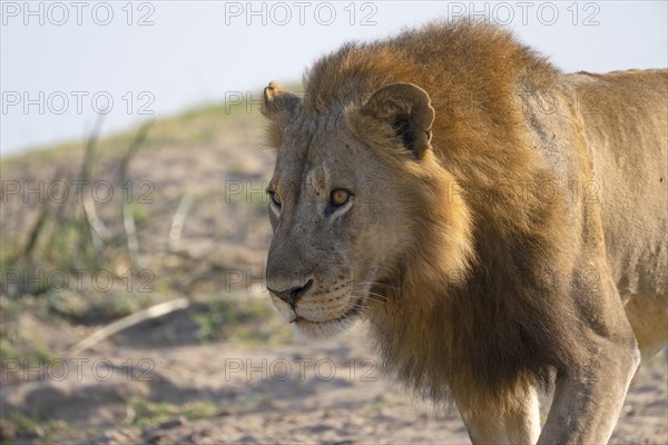 African lion