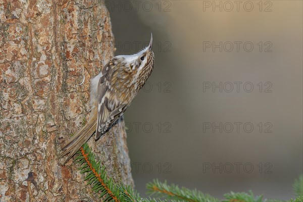 Eurasian treecreeper