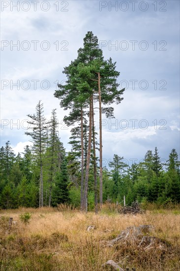 Three pines in the moor