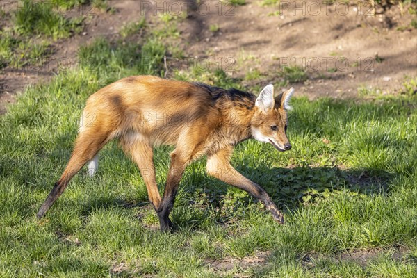 Maned wolf