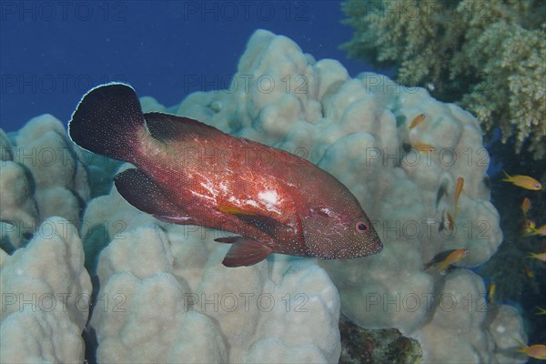 Yellowfin hind