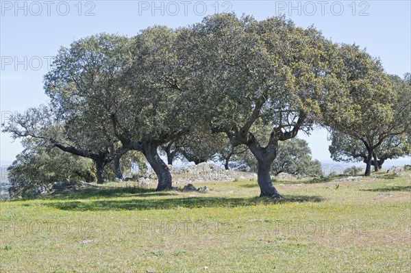 Holm oaks