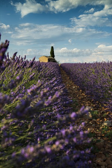 Flowering lavender