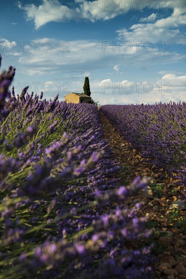 Flowering lavender