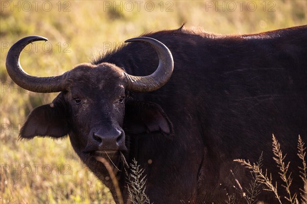 Buffalo