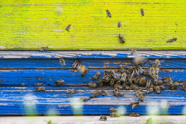 Beehives under blossoming cherry trees in spring