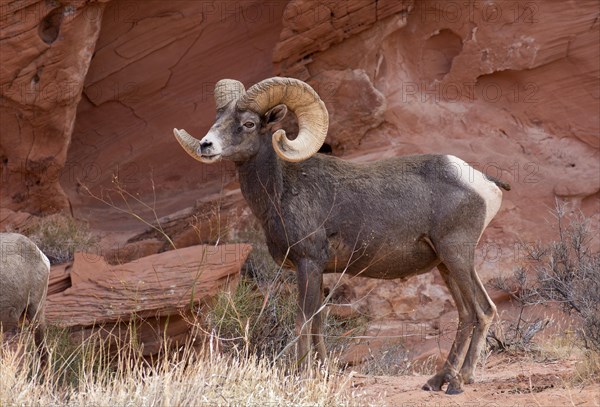 Desert bighorn sheep