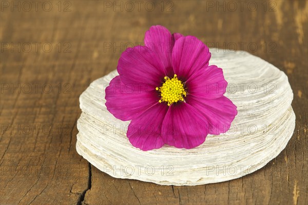 Still Life with Cosmea Flower