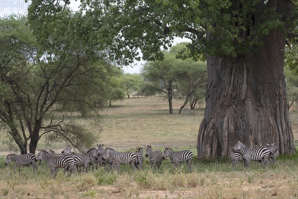 Plains zebra