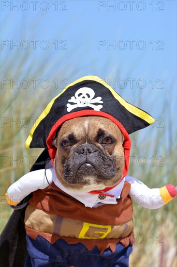 Funny fawn French Bulldog dog boy dressed up in pirate costume with hat and arms