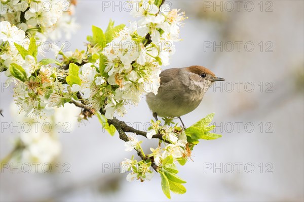 Blackcap