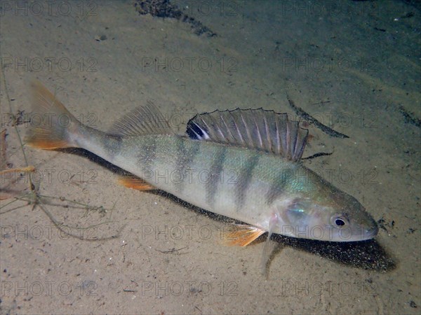 European perch