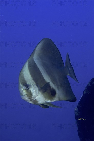 Orbicular batfish