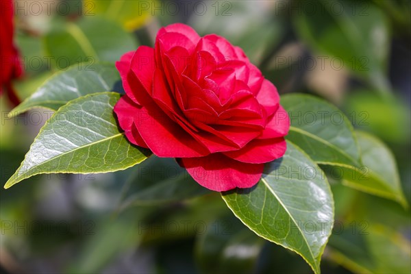 Ornamental camellia