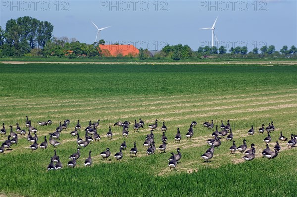 Geese on a farmland in the Oosterschelde National Park