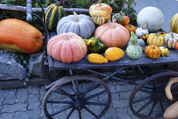 Selection of pumpkin on farm