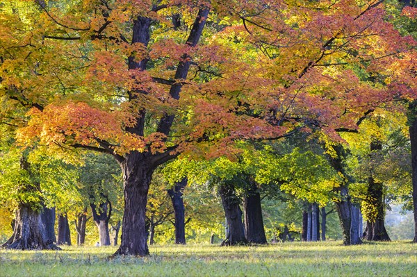 Trees in autumn with colourful foliage