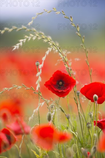 Poppy field