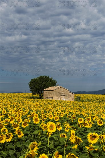 Sunflowers in bloom