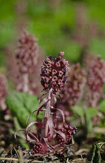 Butterbur