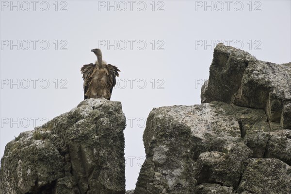 Griffon Vulture