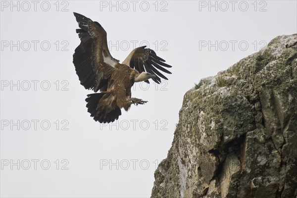 Griffon Vulture