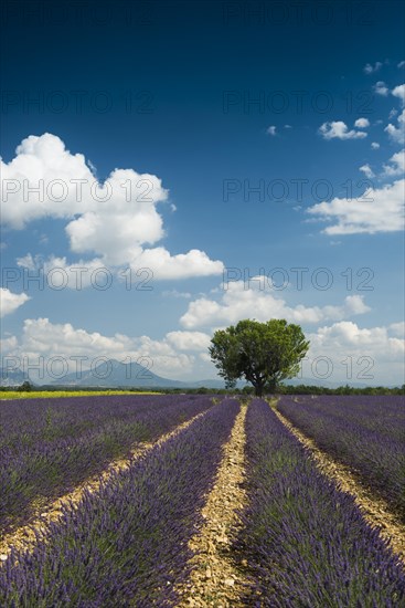 Flowering lavender