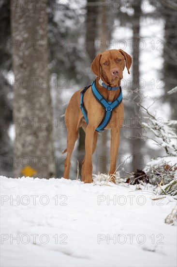 Roevidszoru Magyar Vizsla