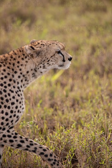 A cheetah