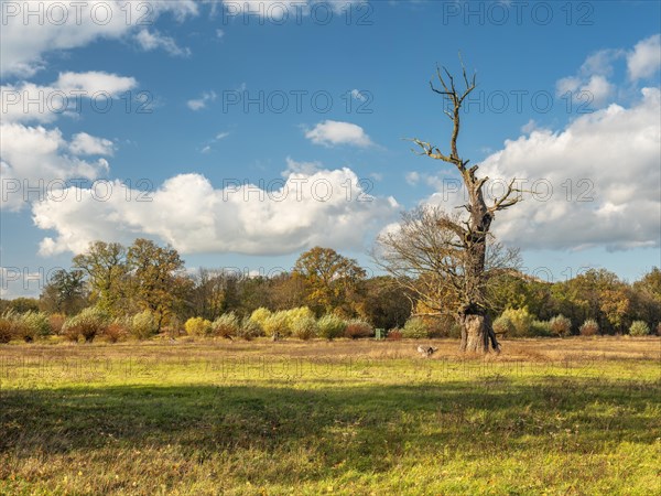 Solitary oak in the Elbe meadows in autumn