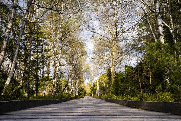 A boardwalk in the Wildseemoor