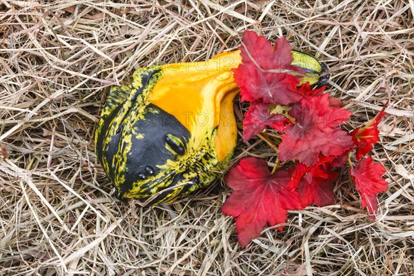 Ornamental pumpkin on hay